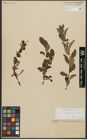 Foto von Salix waldsteiniana Willd.